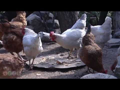 جودة يسرق من جيجات اسعد- مسلسل ضيعة ضايعة - الجزء الأول ـ الحلقة 15 - عطس