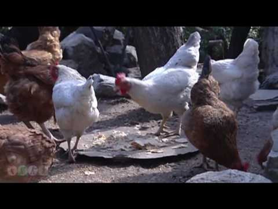 جودة يسرق من جيجات اسعد- مسلسل ضيعة ضايعة - الج...