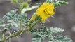 Buffalo bur! This Arizona plant can kill you and your pets - ABC15 Digital