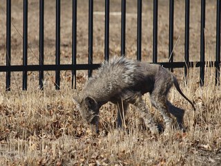 5 mythical beasts that call Arizona home - ABC15 Digital