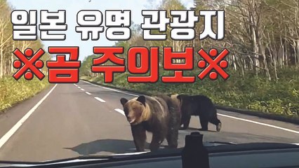 [자막뉴스] 홋카이도 등 日 유명 관광지 야생 곰 주의보! / YTN