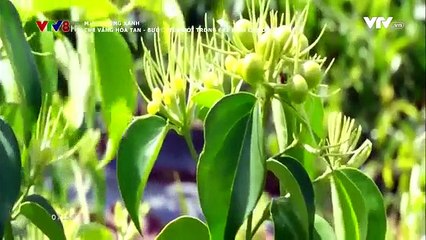 Miền Trung xanh- Chè vằng hòa tan - Bước tiến mới trong chế biến cao dược liệu - Video đã phát trên VTV8