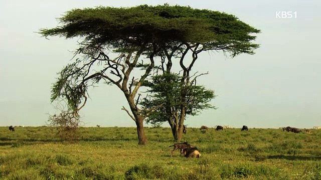 동물의 세계.170719.-