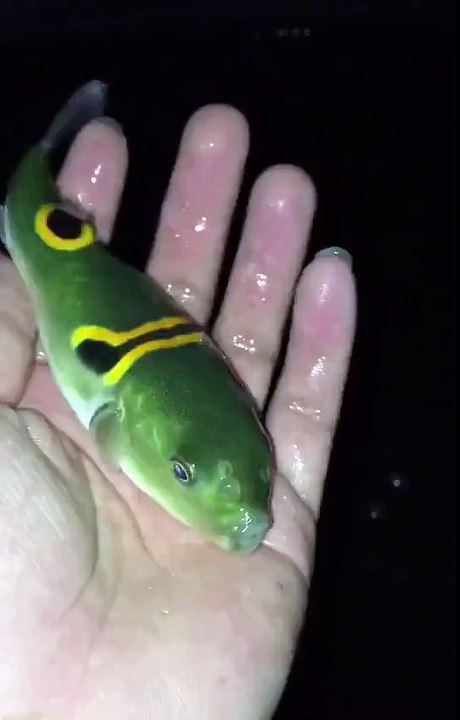 Fish - blow up