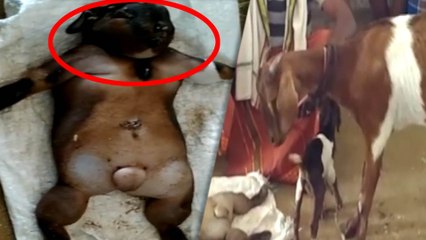 மனித ரூபத்தில் பிறந்த ஆட்டுக்குட்டி | கலகலக்கும் அந்தியூர் சந்தை!- வீடியோ