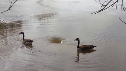 2 oies s'amusent avec un tourbillon dans un lac