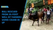 Bull rescued from 35-foot well by farmers using crane in UP