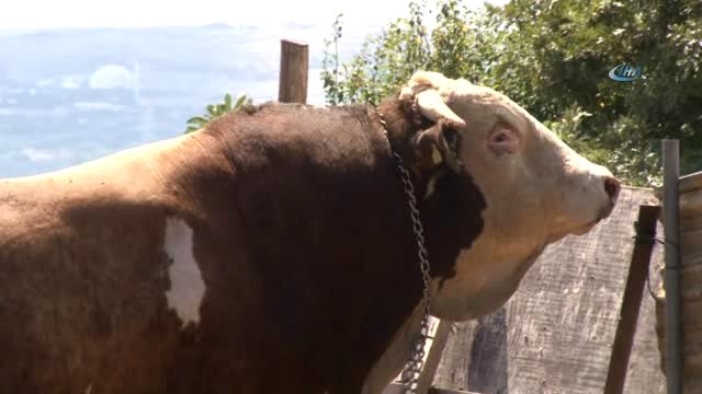 1.5 Tonluk Babayiğit, 41 Bin TL'ye Alıcısını Bekliyor