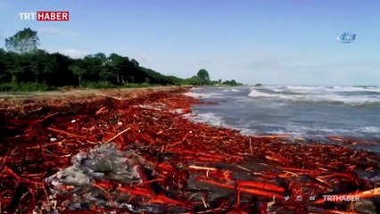 Kışlık odunlarını denizden topluyorlar