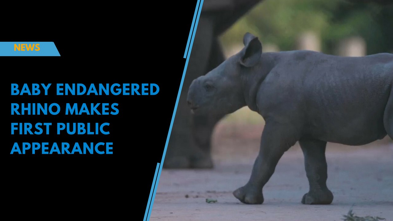 Baby endangered rhino makes first public appearance