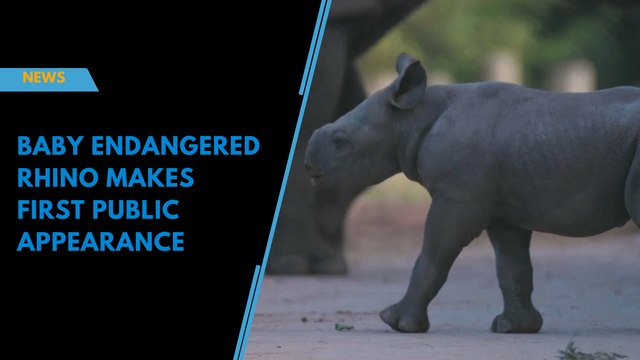 Baby endangered rhino makes first public appearance