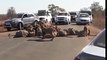 Une meute de lions vient manger au milieu de la route et bloque la circulation