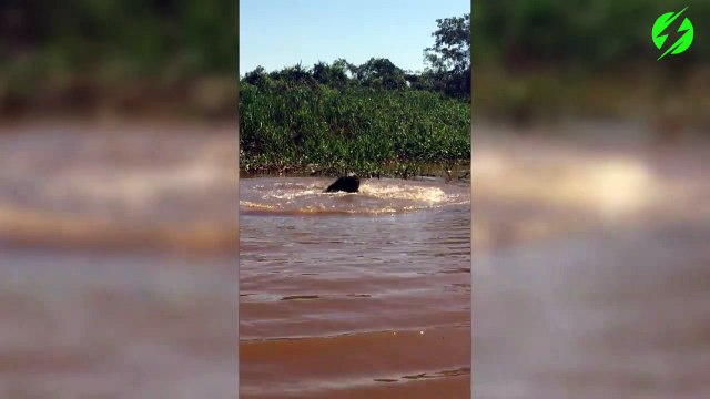 Combat terrible entre un jaguar et un caiman