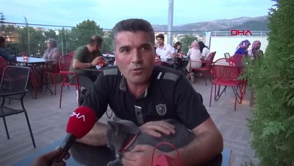Tokat İngiliz Kedisi 'Moka', Kafenin Maskotu Oldu Hd