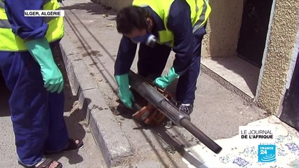 En Algérie, les autorités se mobilisent contre les moustiques tigres