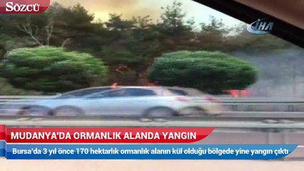 Mudanya'da ormanlık alanda yangın