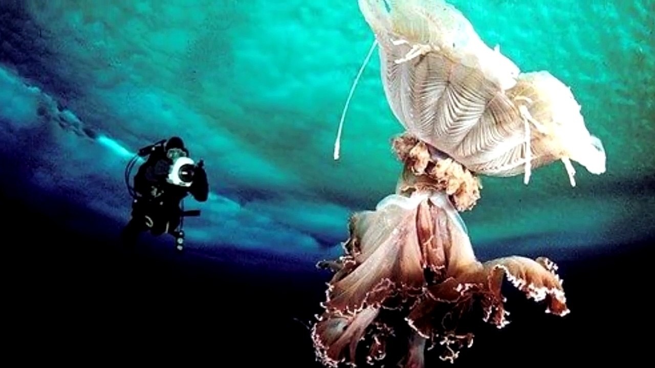 Wer lebt unter dem Eis der Antarktis?