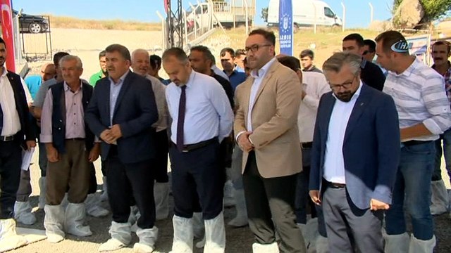 Büyükşehir'den üreticiye Merinos desteği