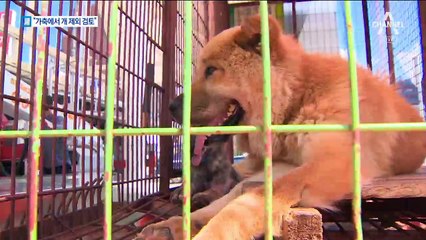 “개, 가축에서 제외 검토”…사육농가 강력 반발