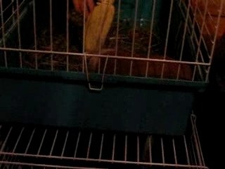 parodie de cochon d inde fou