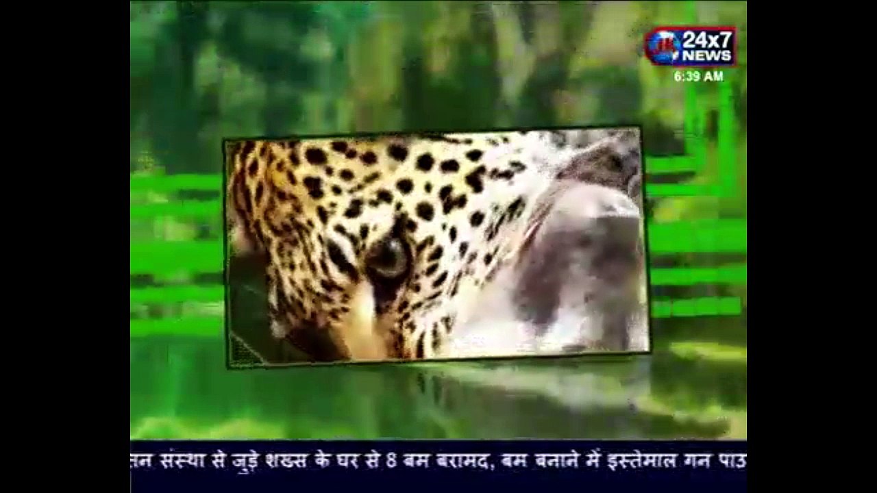 Terribly Interesting Facts About Pit Bulls