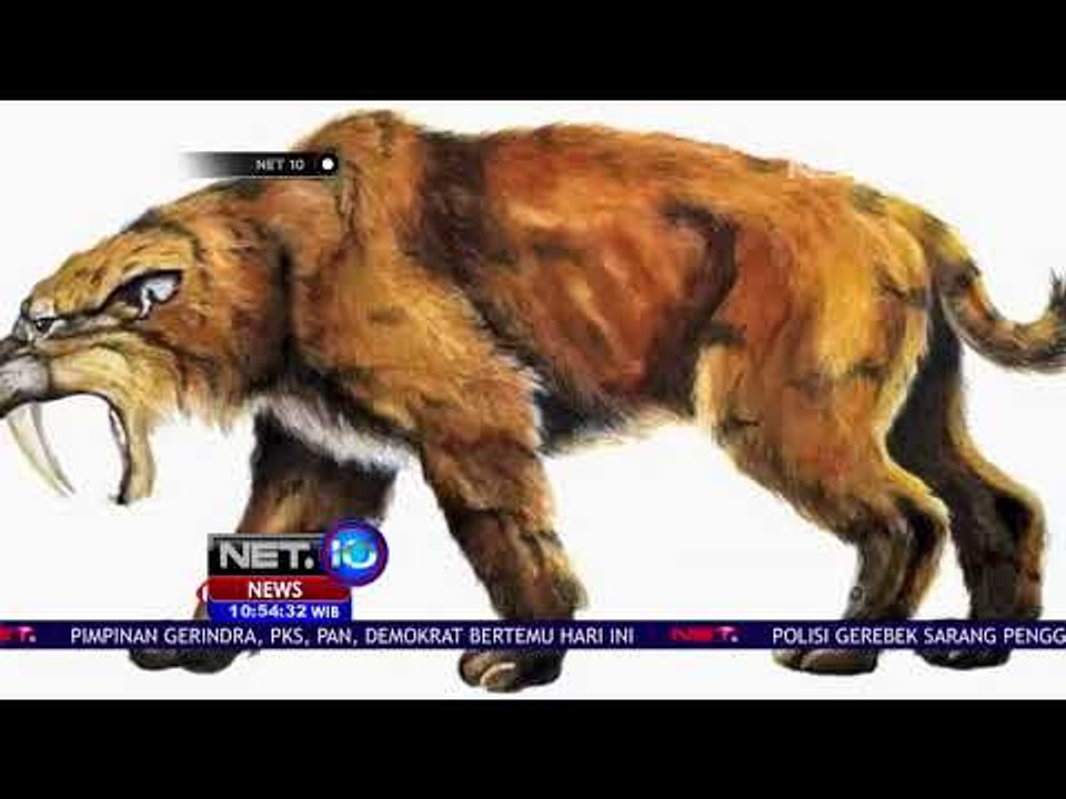 Hari Kucing Sedunia Pertama Kali Dicetuskan Tahun 2002-NET10