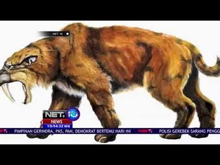Hari Kucing Sedunia Pertama Kali Dicetuskan Tahun 2002-NET10