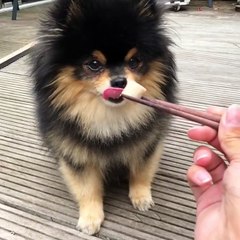 my dog likes to eat in chiness way