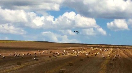 Leylekler Buğday Tarlalarına Akın Etti
