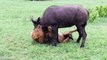 EXTREMELY RARE!!! Fearless Male Lion attacks Buffalo Herd, ALONE!!!