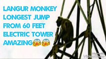 Three mans are rescuing monkey, Suddenly monkey jumps from 60 feet electric tower