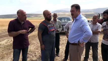 Bitlis'te buğdayda yüksek rekolte beklentisi