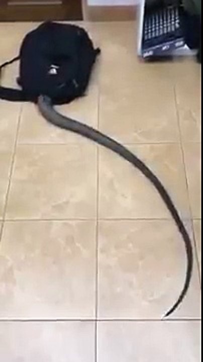 Snake Attack [U.P]