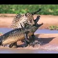 A JAGUAR ambushes a stunned caiman, sinks its teeth into the eight-foot reptile before dragging it back across the water and into the jungle.Credit:  aBarcrof