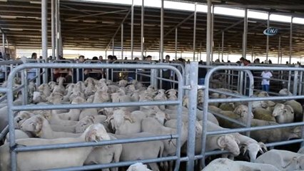 Kurban Pazarında Bayram Hareketliği Başladı