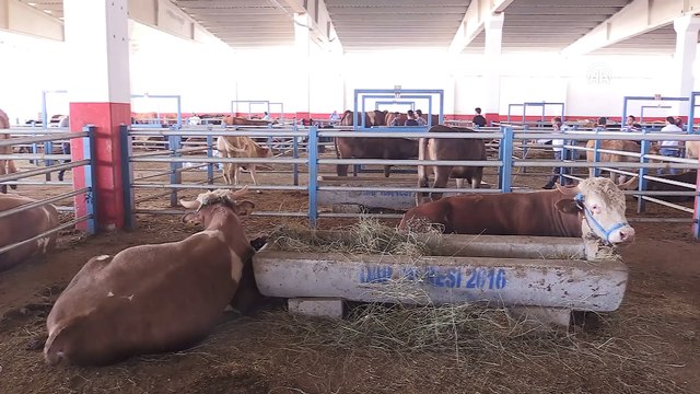 Kurbanlık satışları besicinin yüzünü güldürdü - ERZURUM
