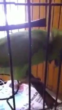 bebek taklidini süper yapan papağan