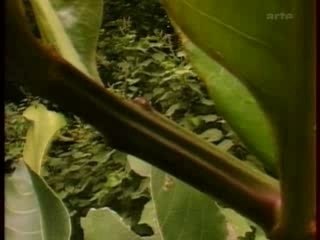 LE MONDE DES FOURMIS-3