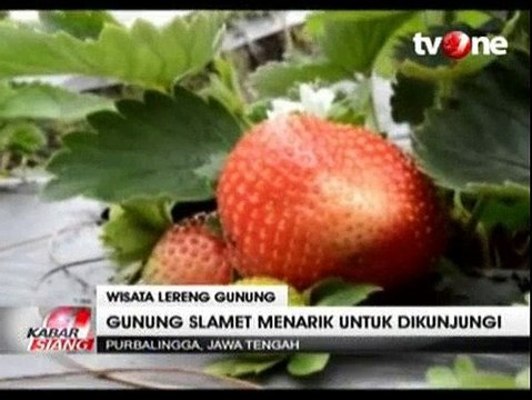 Menikmati Kesejukan Lereng Gunung Slamet