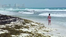 Macroalgas se acumulan por montones en playas de Caribe mexicano