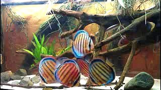 Beautiful Fishes in the world National Geographic documentary on Fish Sea Machli