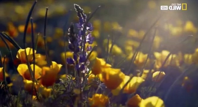 America's National Parks (2015) S01 - Ep07 Grand Canyon HD Watch