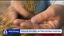 Utah Police K9 Dies After Ingesting Foxtail Weeds