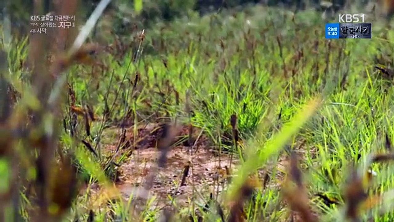 KBS 글로벌 다큐멘터리 살아있는 지구 2.170219.