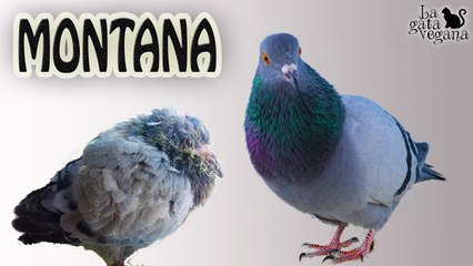 EL RESCATE DE LA PALOMA MONTANA | HISTORIA DESDE PICHÓN CAÍDO DEL NIDO HASTA SU LIBERACIÓN