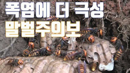 [자막뉴스] 에어컨 실외기까지 점령...'말벌 주의보' / YTN