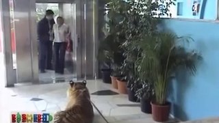 Somone Leave The Tiger In Front The Elevator It's So Funny