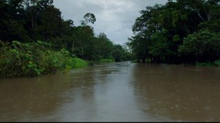 Brasil Selvagem 5  - Floresta Amazônia