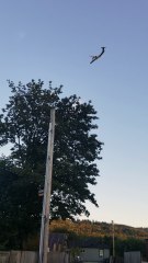 Stolen Horizon Bombardier Q400 Airplane Flys Over Washington