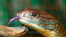The World's 5 Deadliest Snakes (cobra species)
